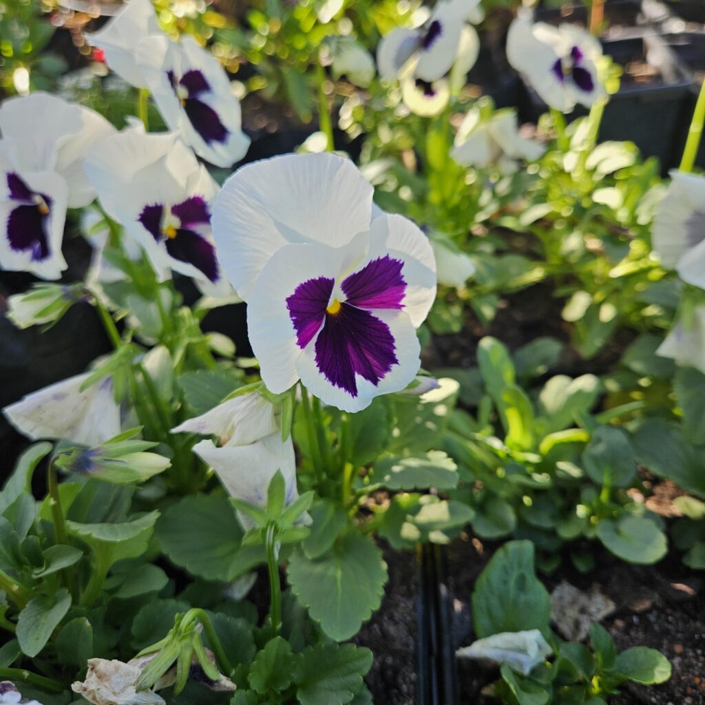 Brackenfell Nursery