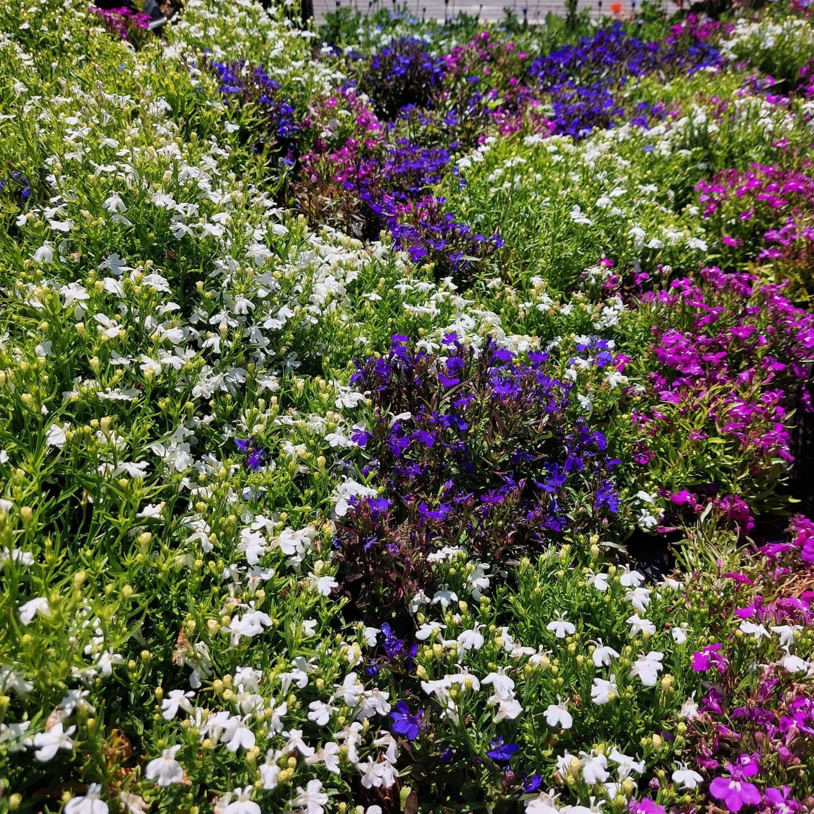 Annuals