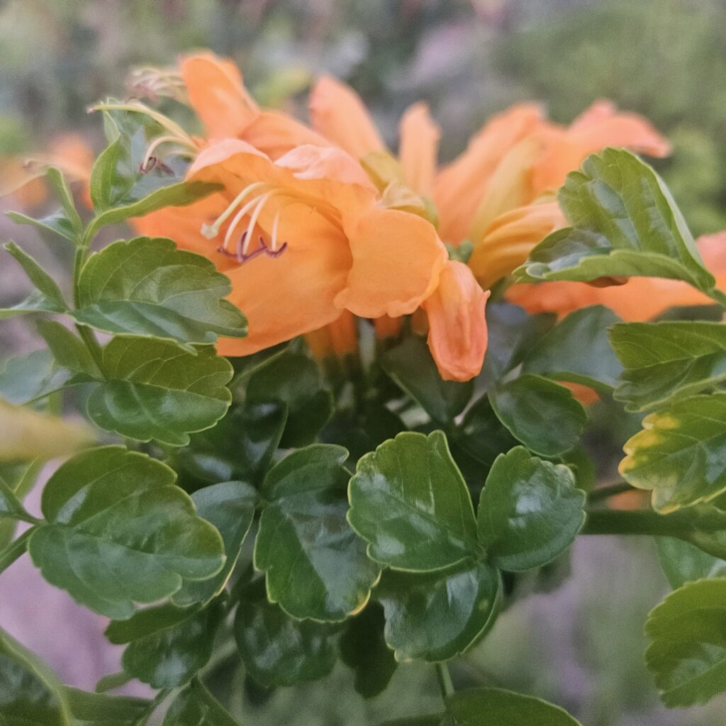 Brackenfell Nursery