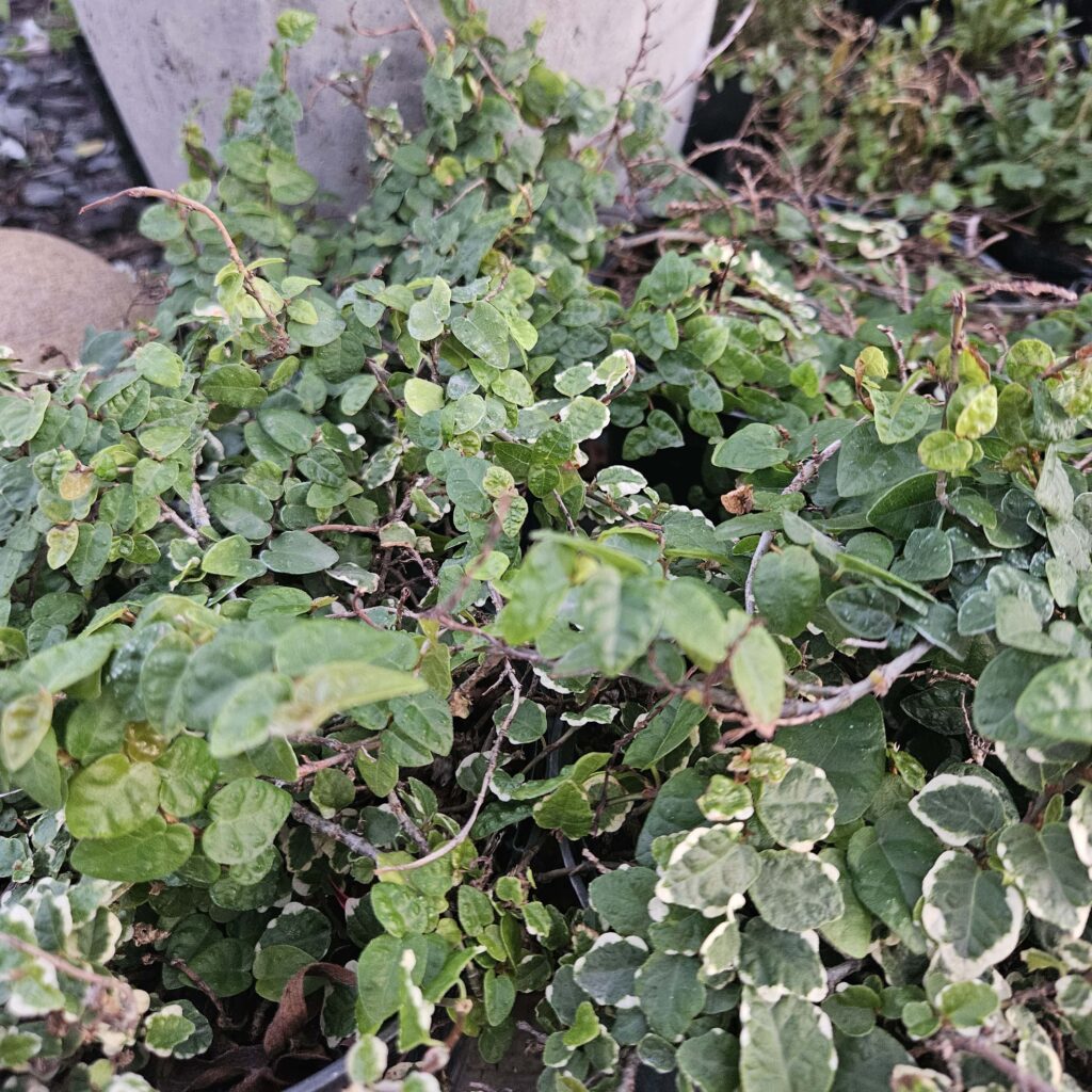 Brackenfell Nursery