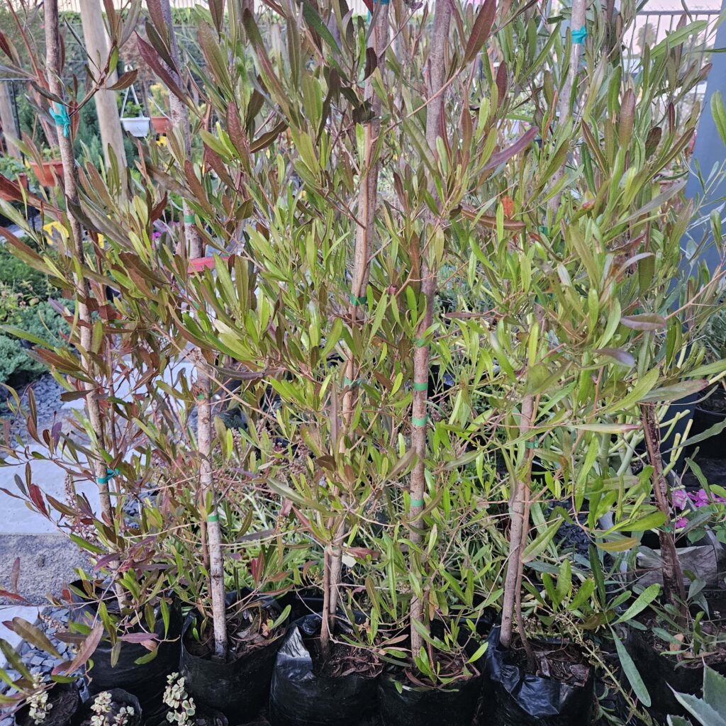 Brackenfell Nursery
