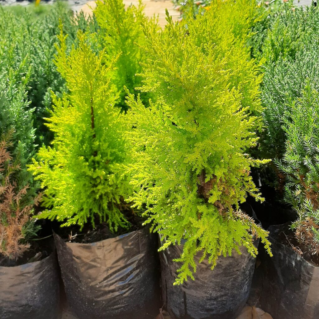 Brackenfell Nursery