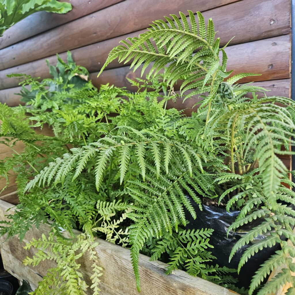 Brackenfell Nursery