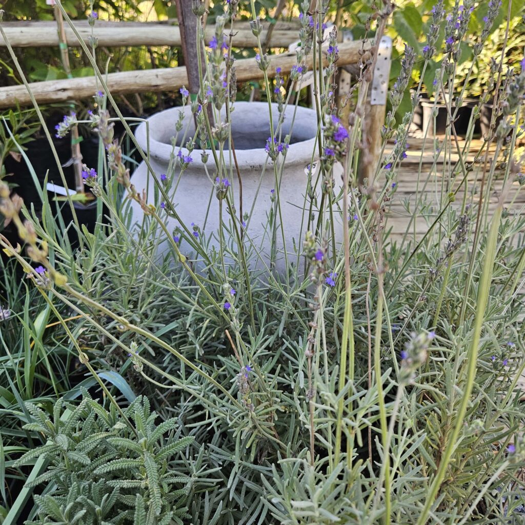 Brackenfell Nursery