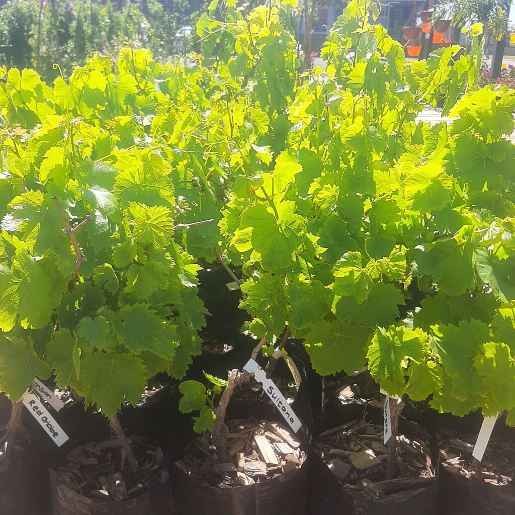 Brackenfell Nursery