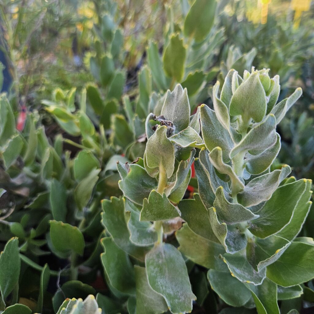 Brackenfell Nursery