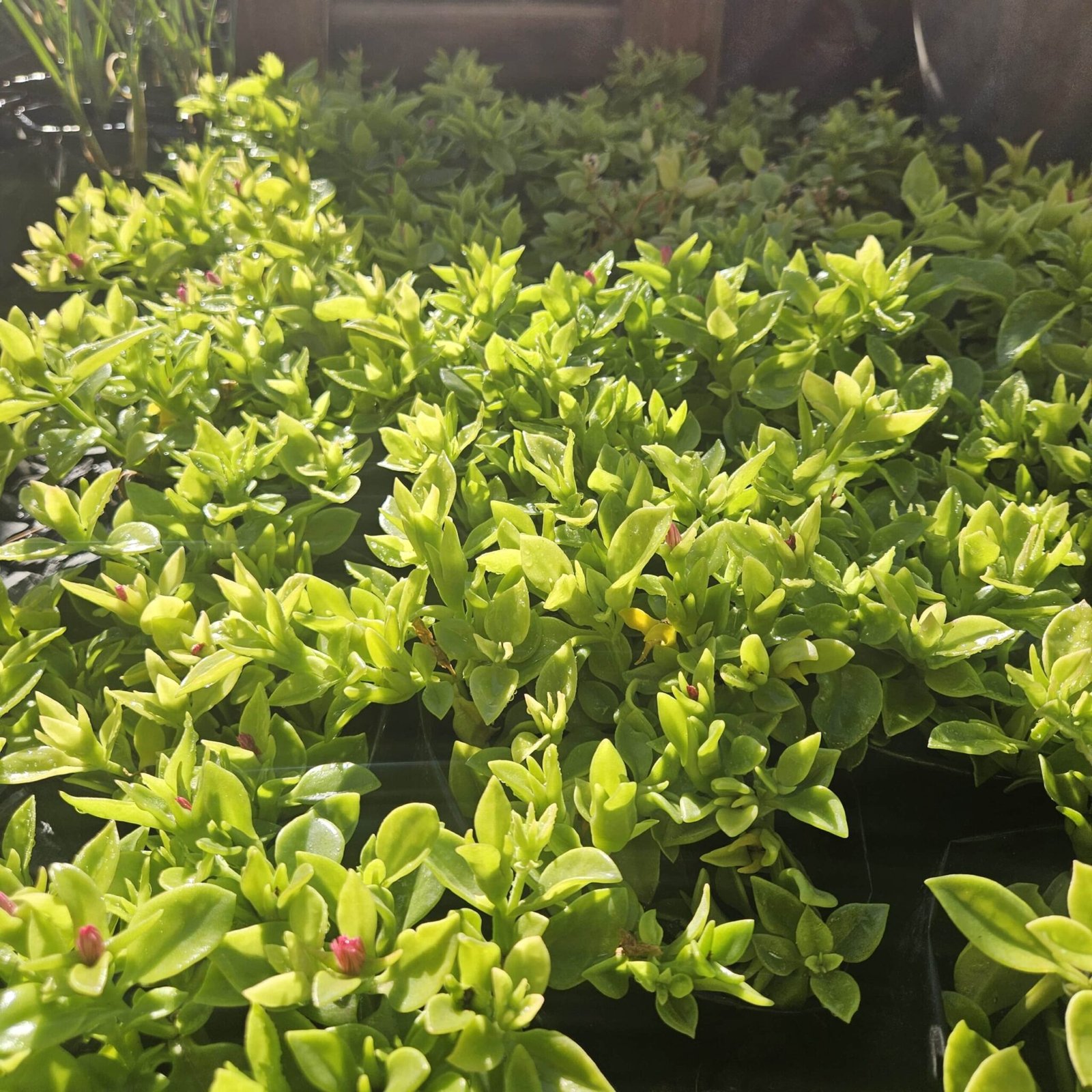 Ground Covers