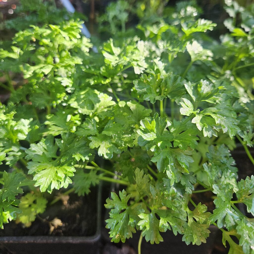 Brackenfell Nursery