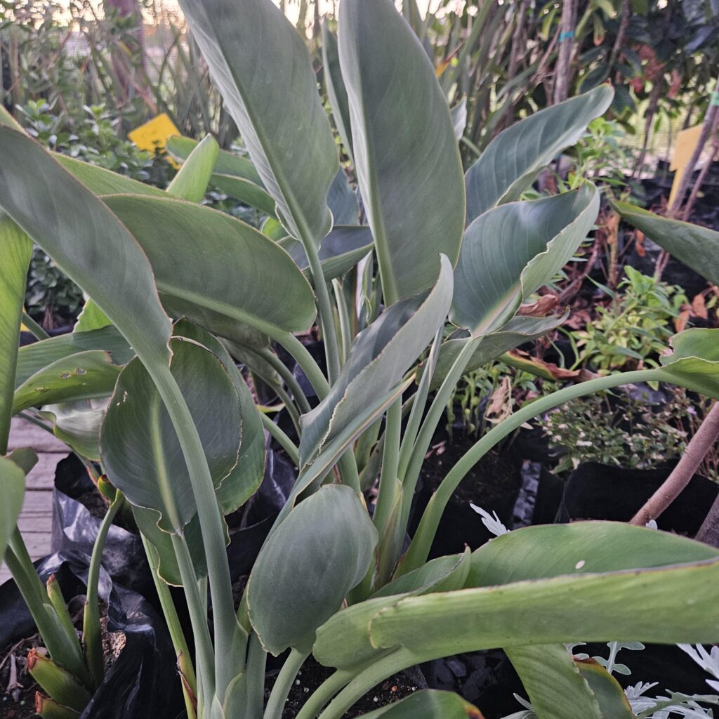 Brackenfell Nursery
