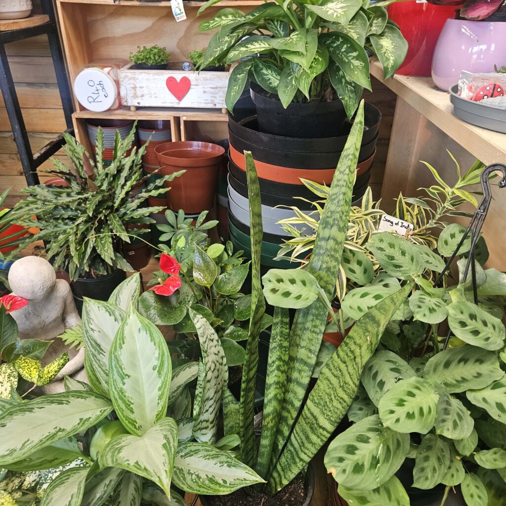 Brackenfell Nursery