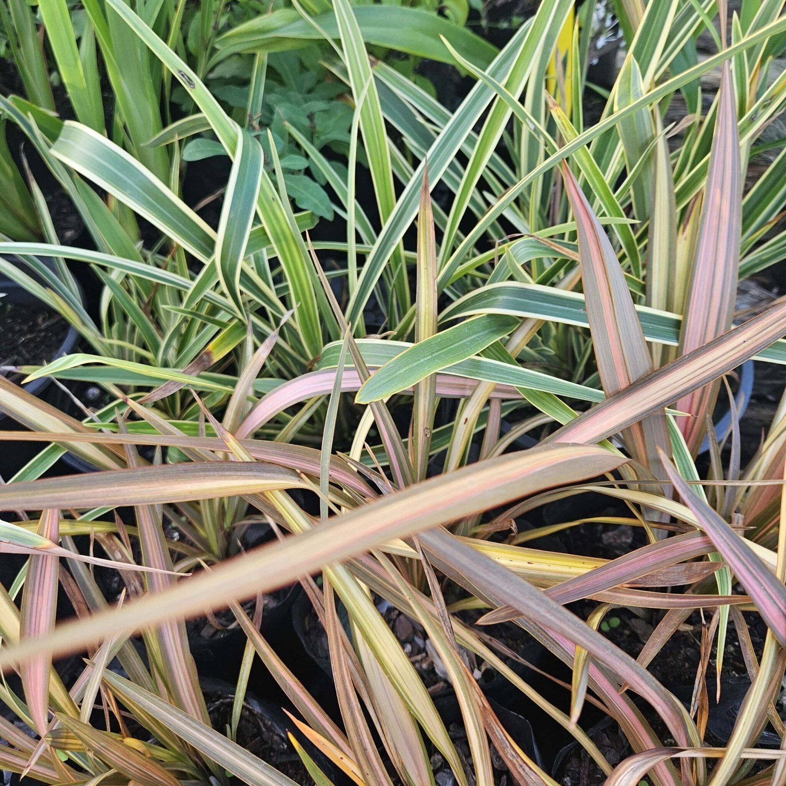 Ornamental Grasses