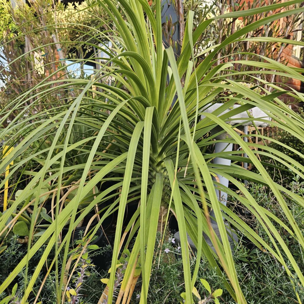 Brackenfell Nursery