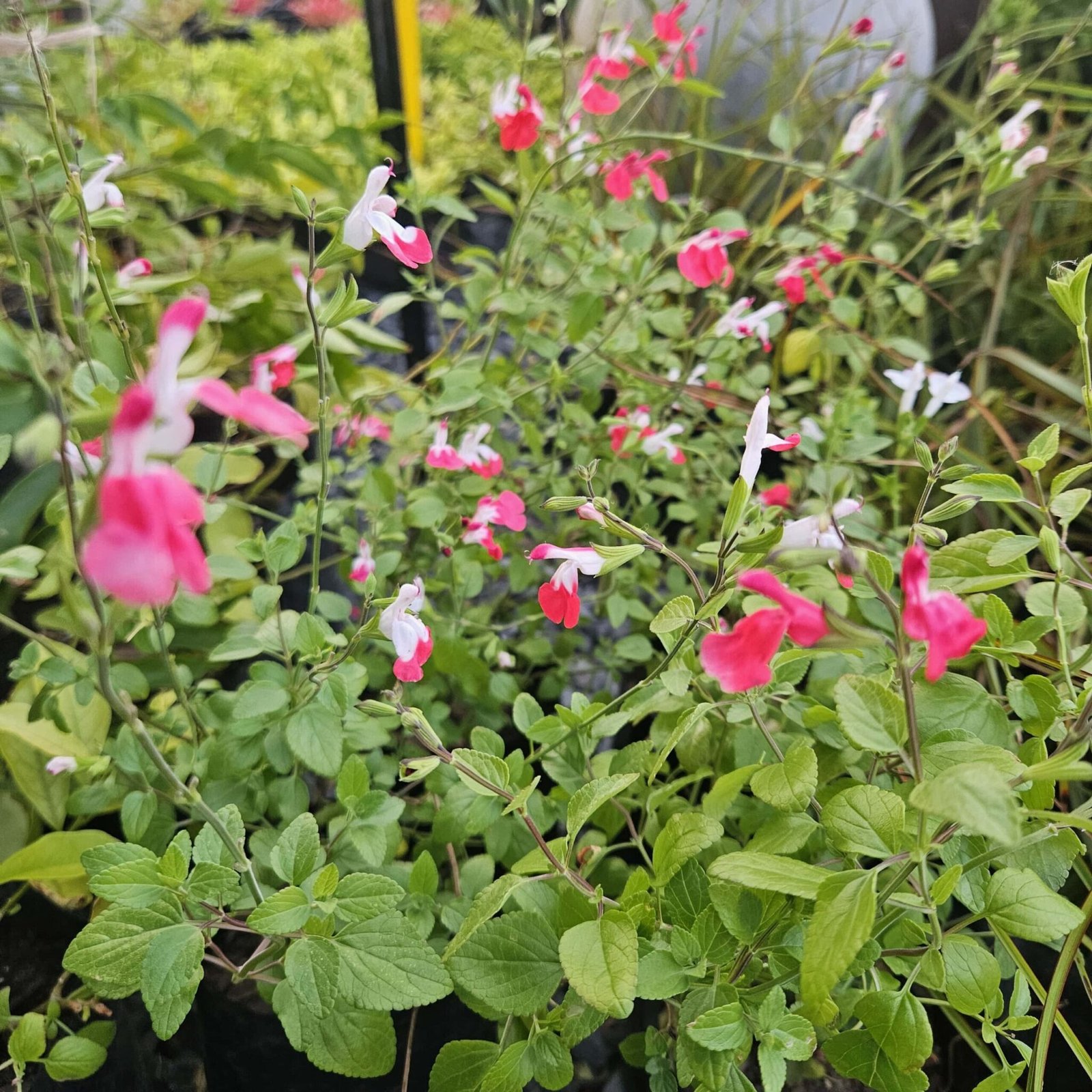 Perennials