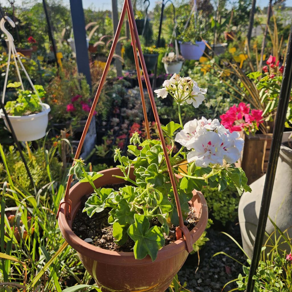 Brackenfell Nursery