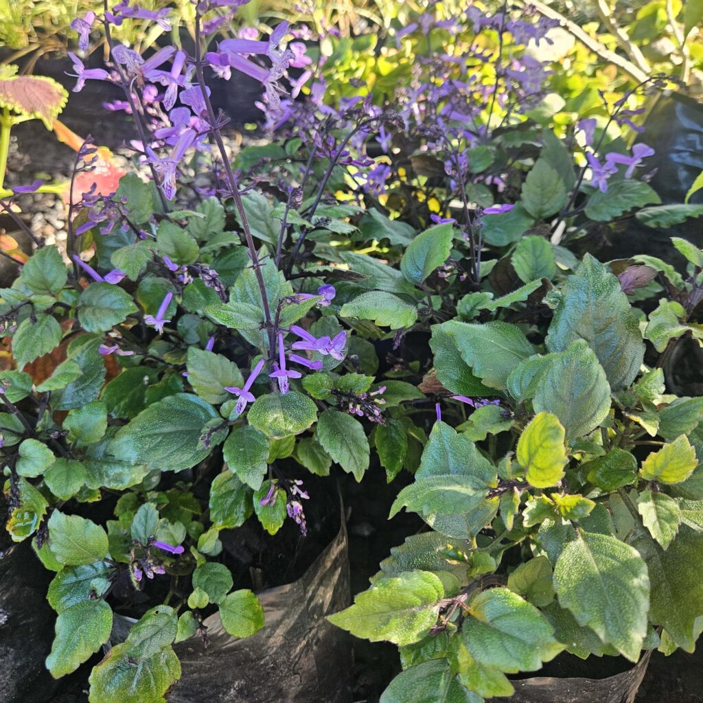 Brackenfell Nursery