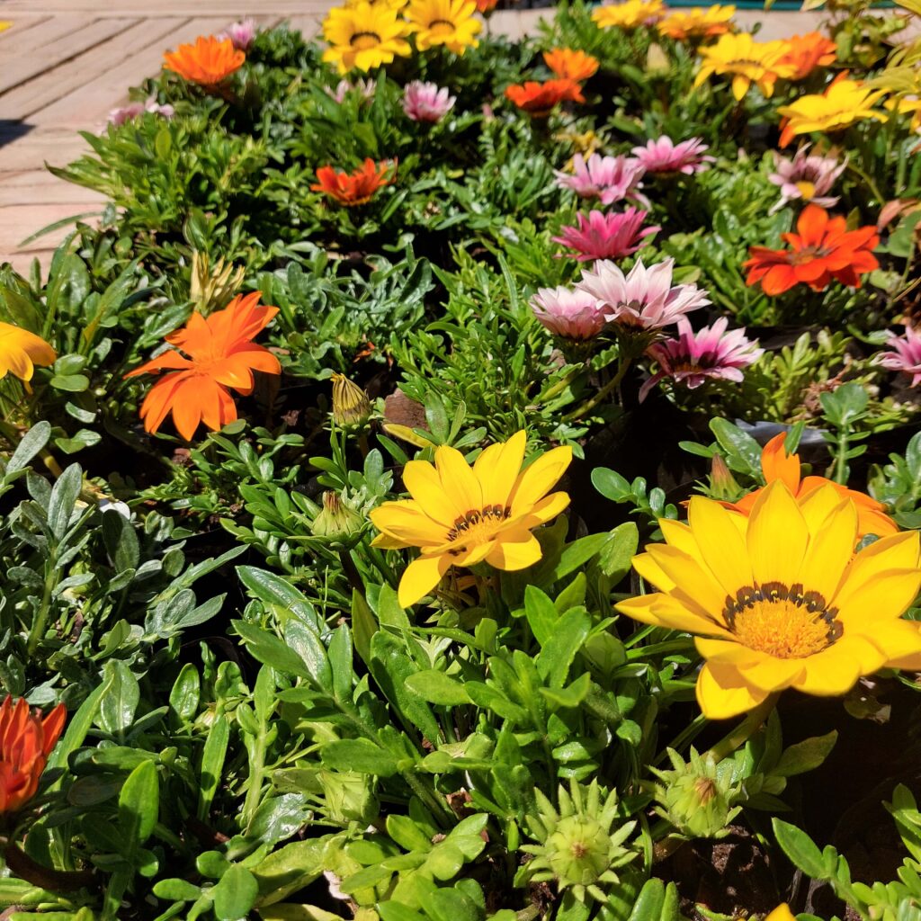 Brackenfell Nursery
