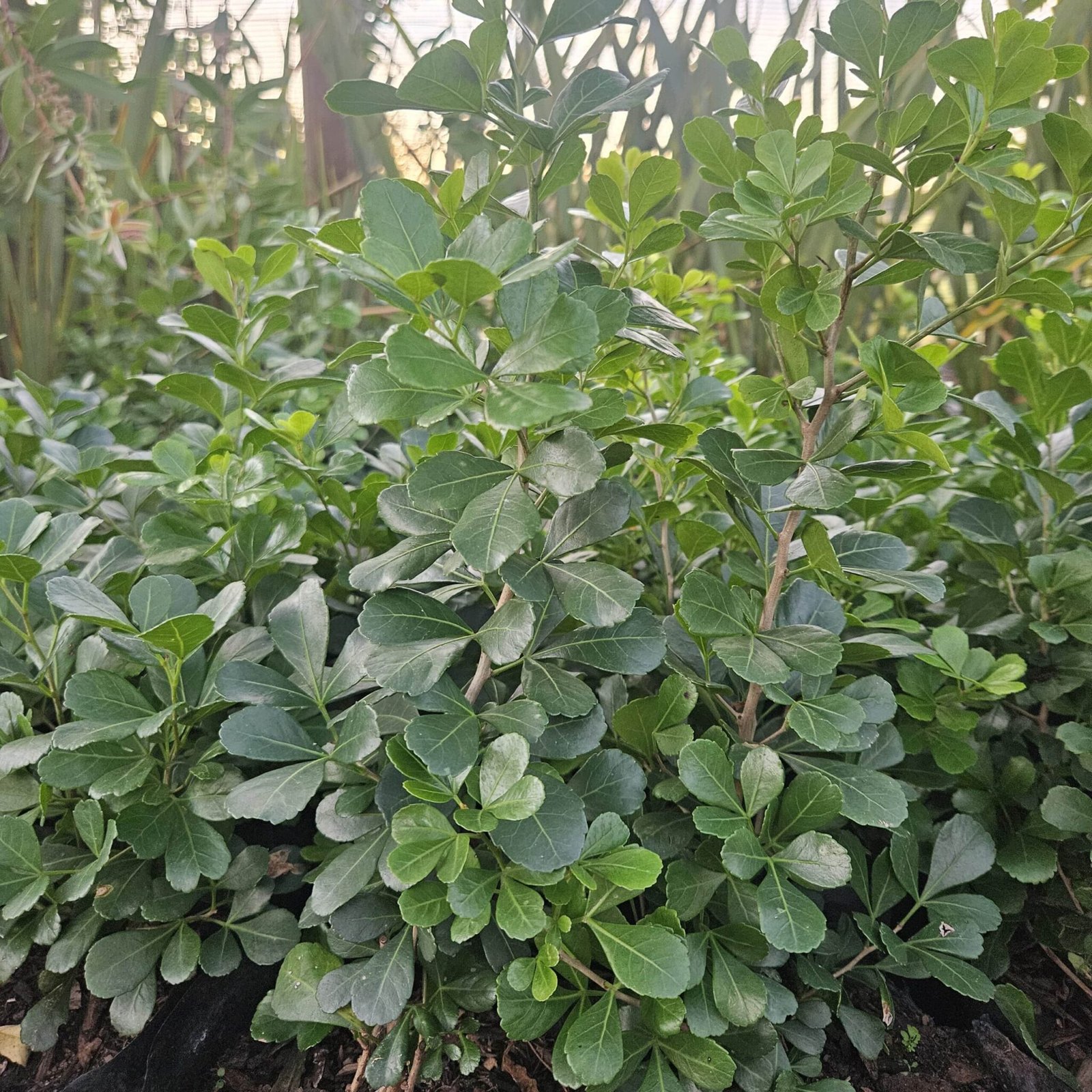 Shrubs