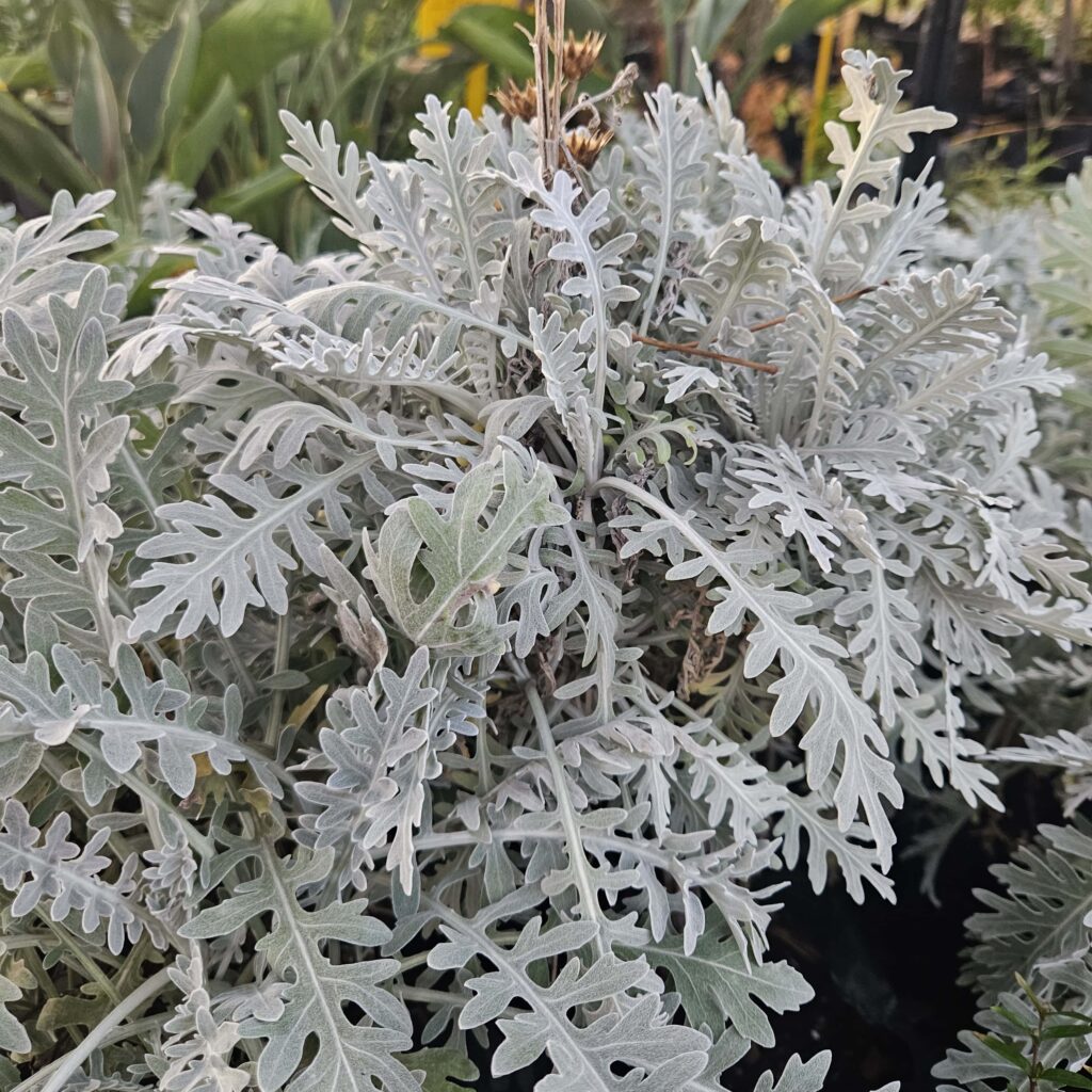 Brackenfell Nursery