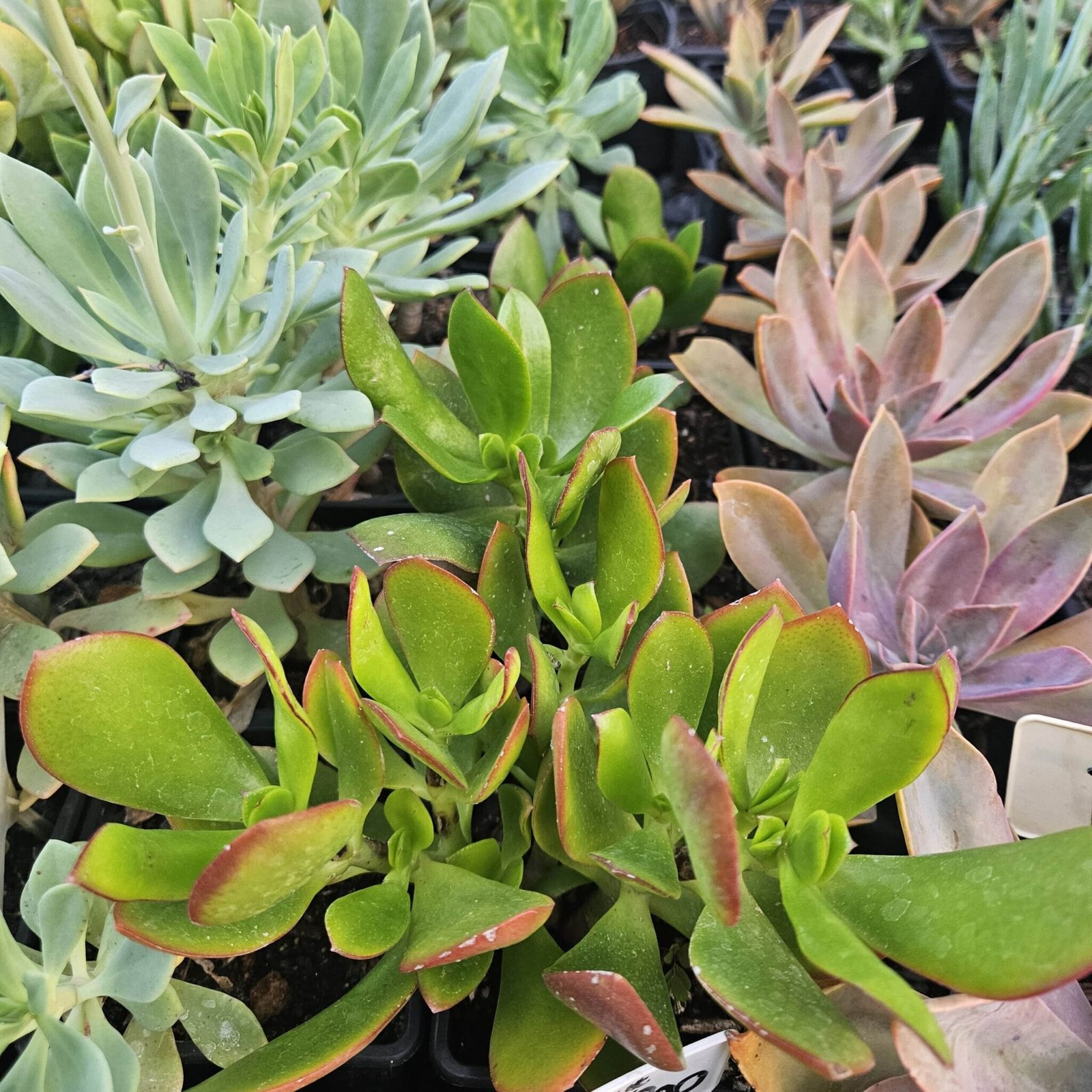 Succulents