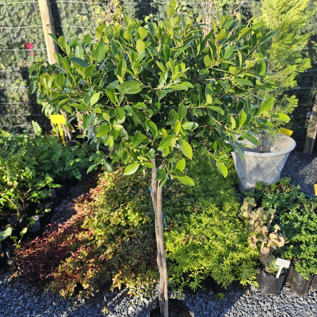 Brackenfell Nursery