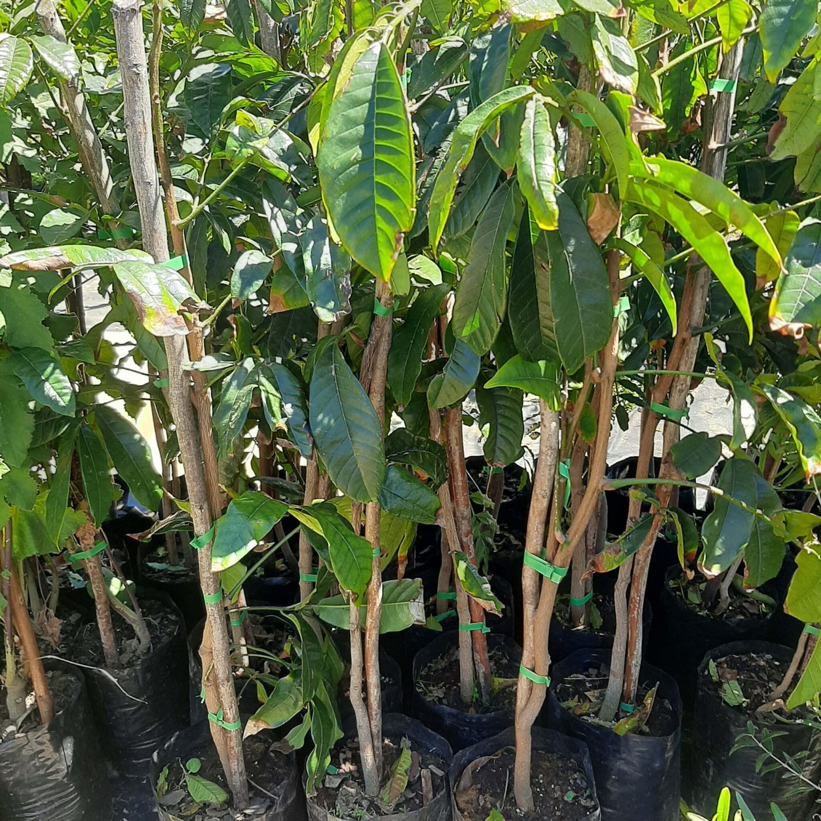 Trees