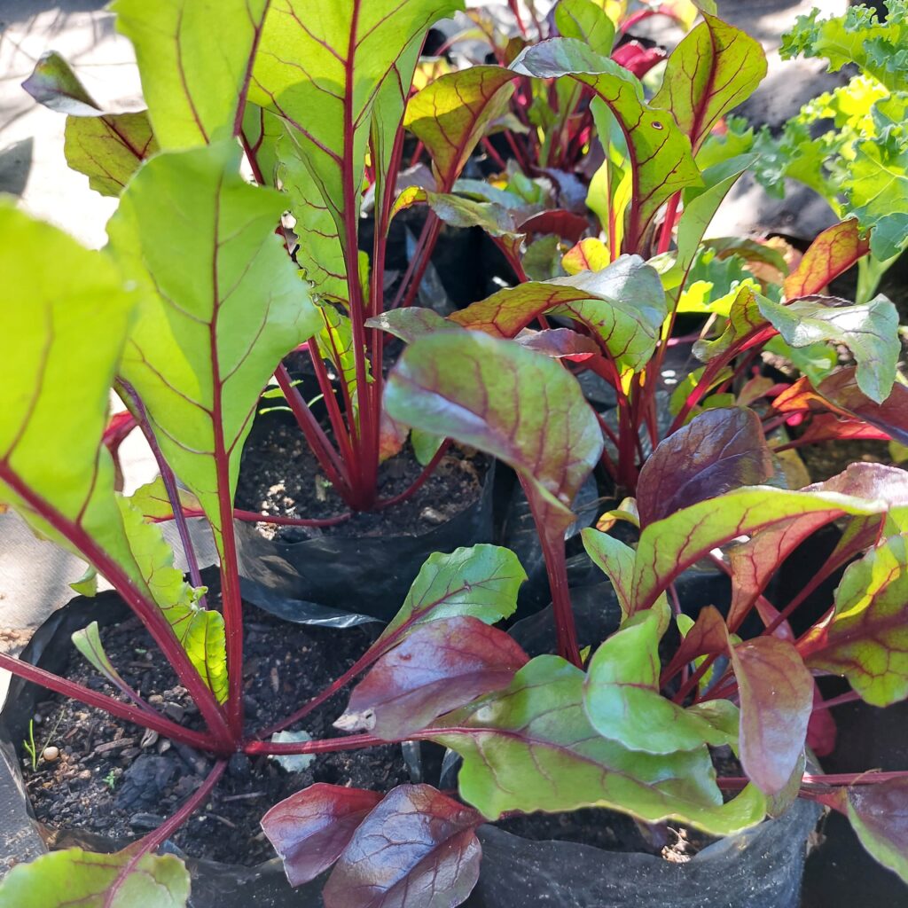 Brackenfell Nursery