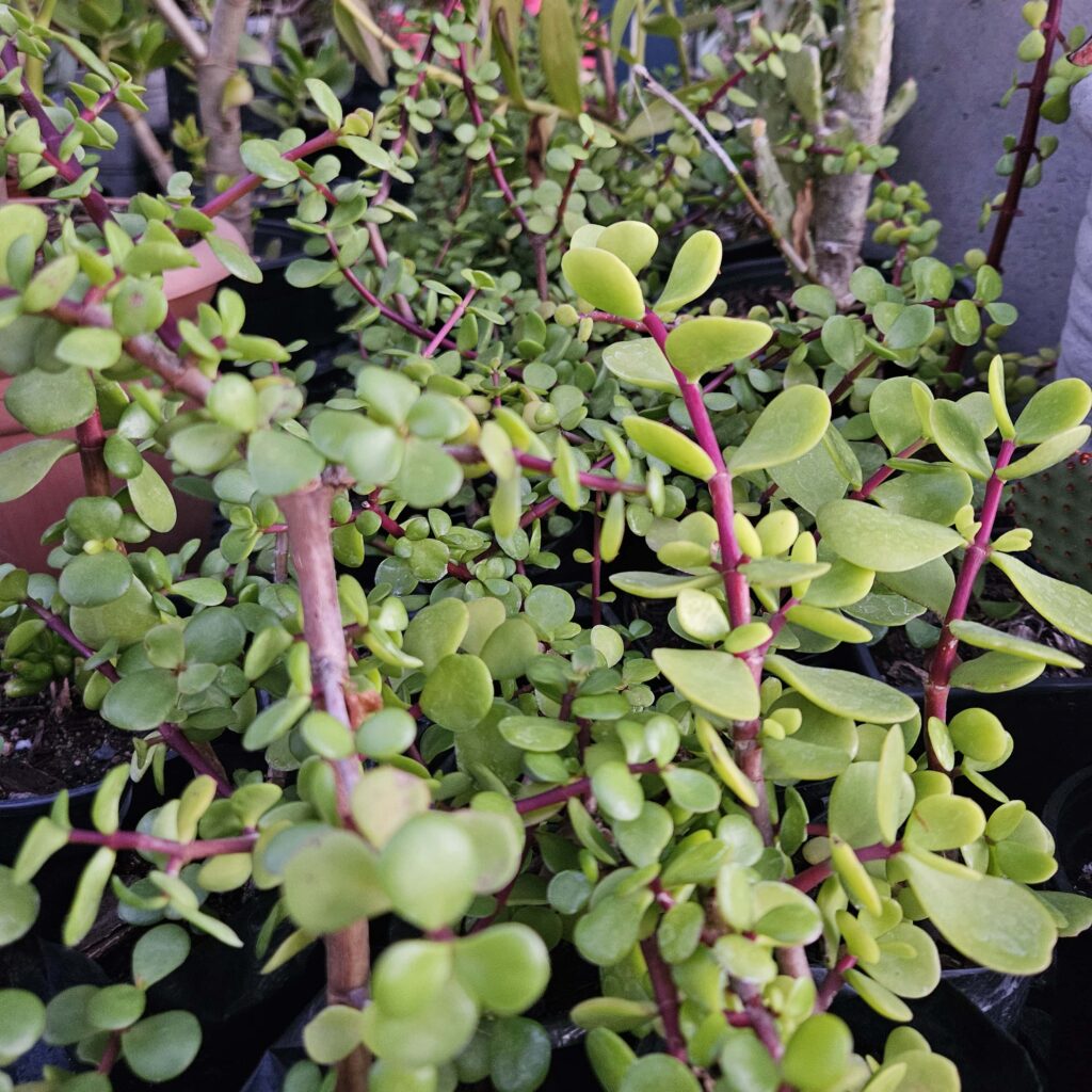 Brackenfell Nursery