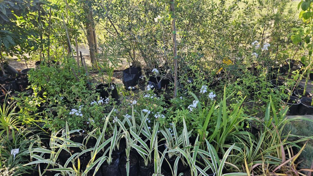 Brackenfell Nursery