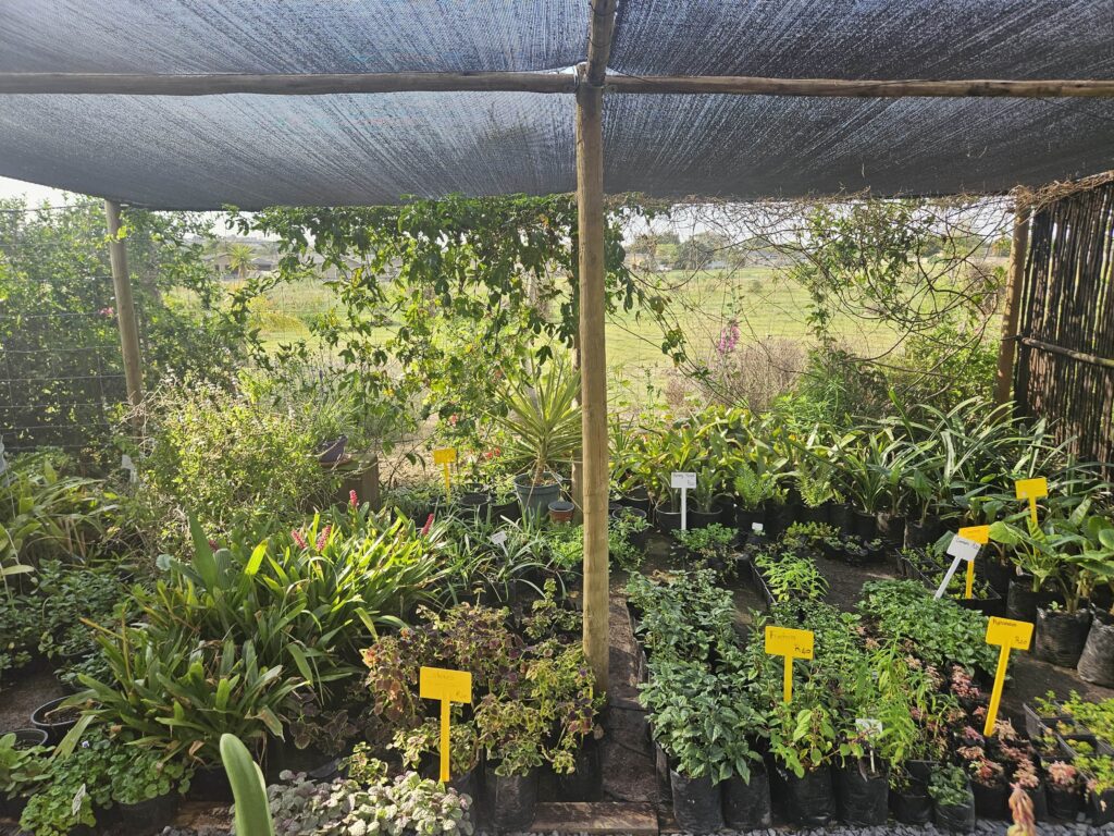 Brackenfell Nursery