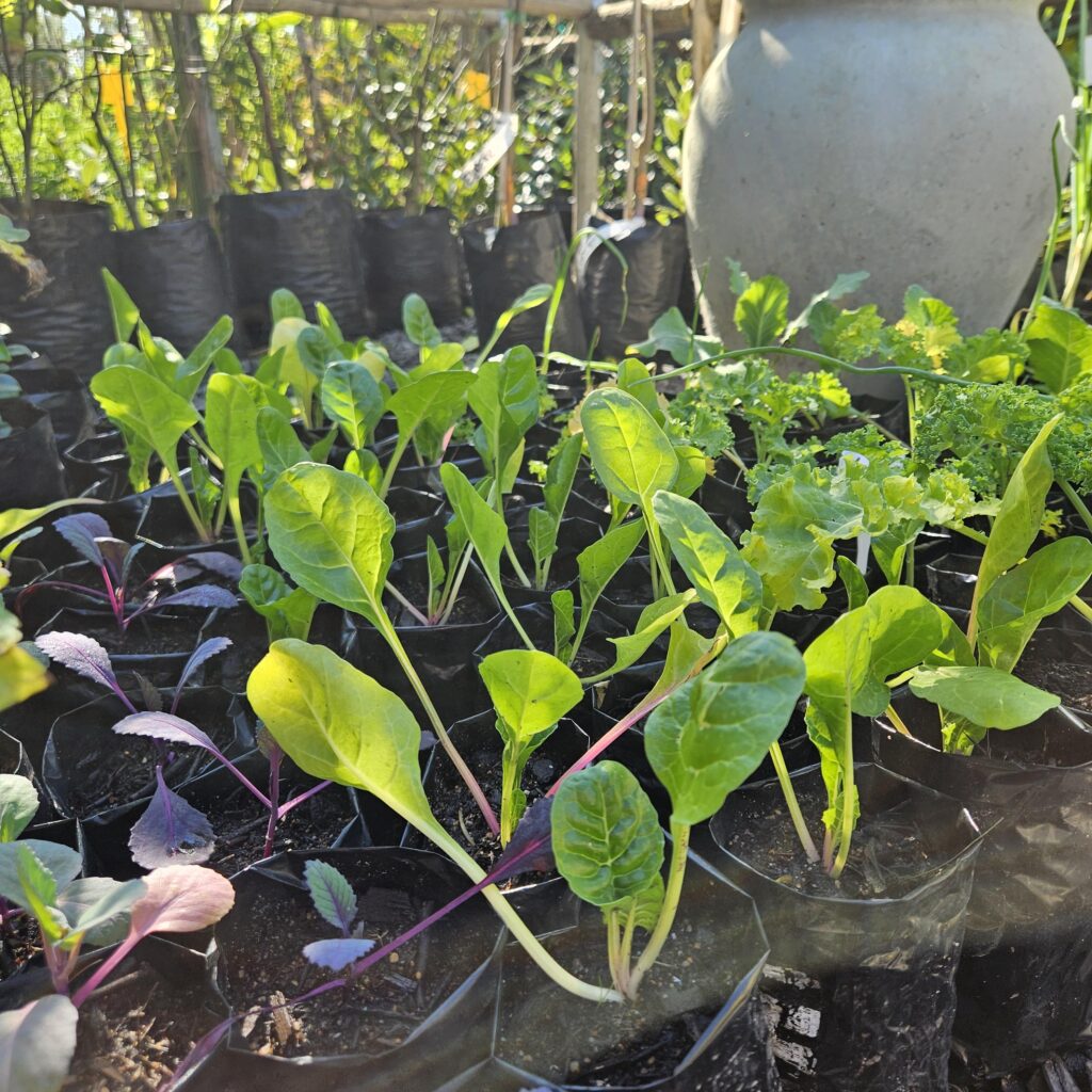Brackenfell Nursery