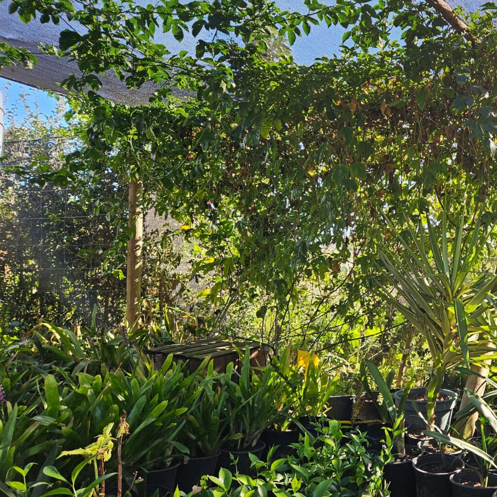 Brackenfell Nursery