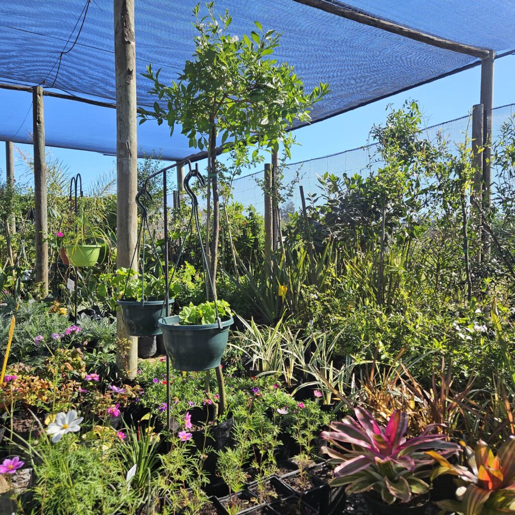 Brackenfell Nursery