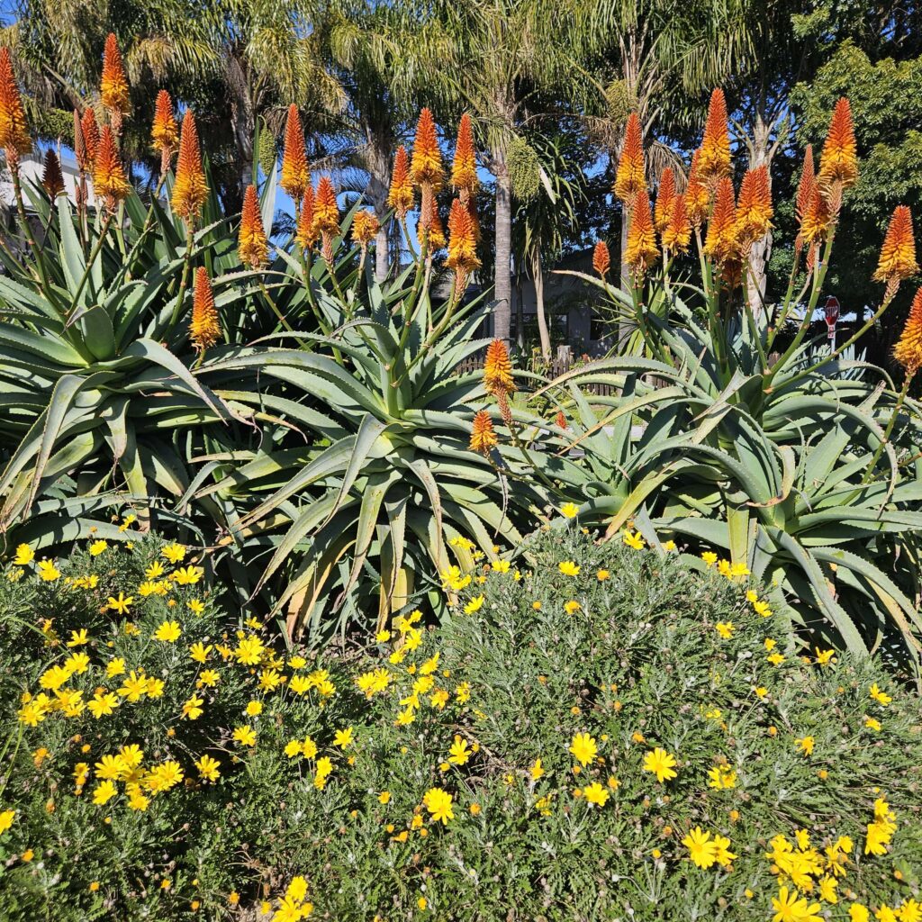 Brackenfell Nursery