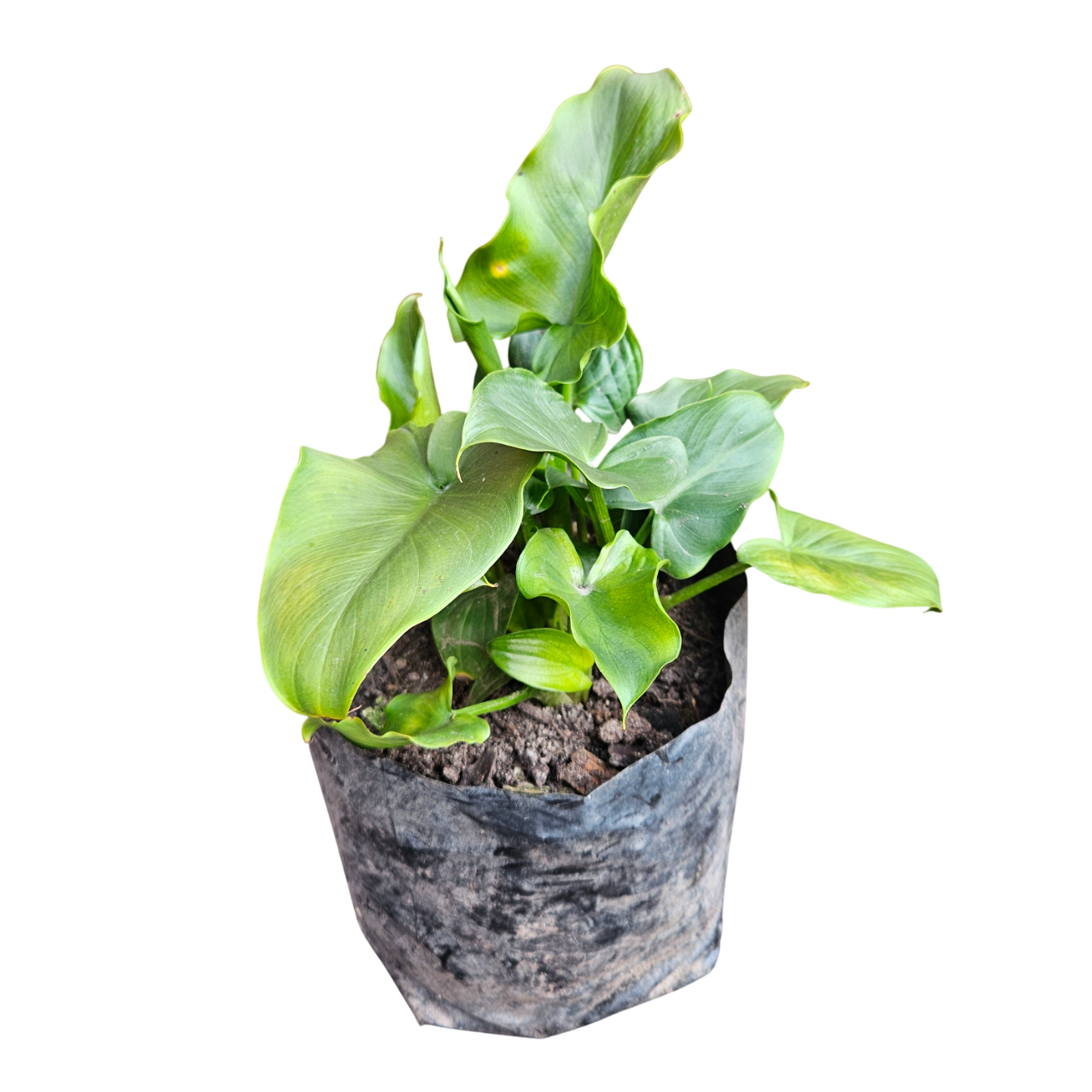 Arum Lily (Zantedeschia Aethiopica)