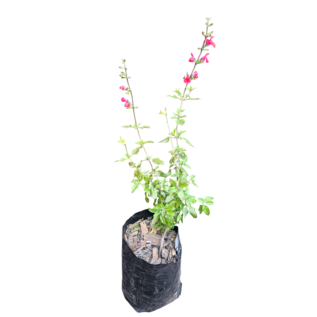 Baby Sage (Salvia Microphylla 'Hot Lips')