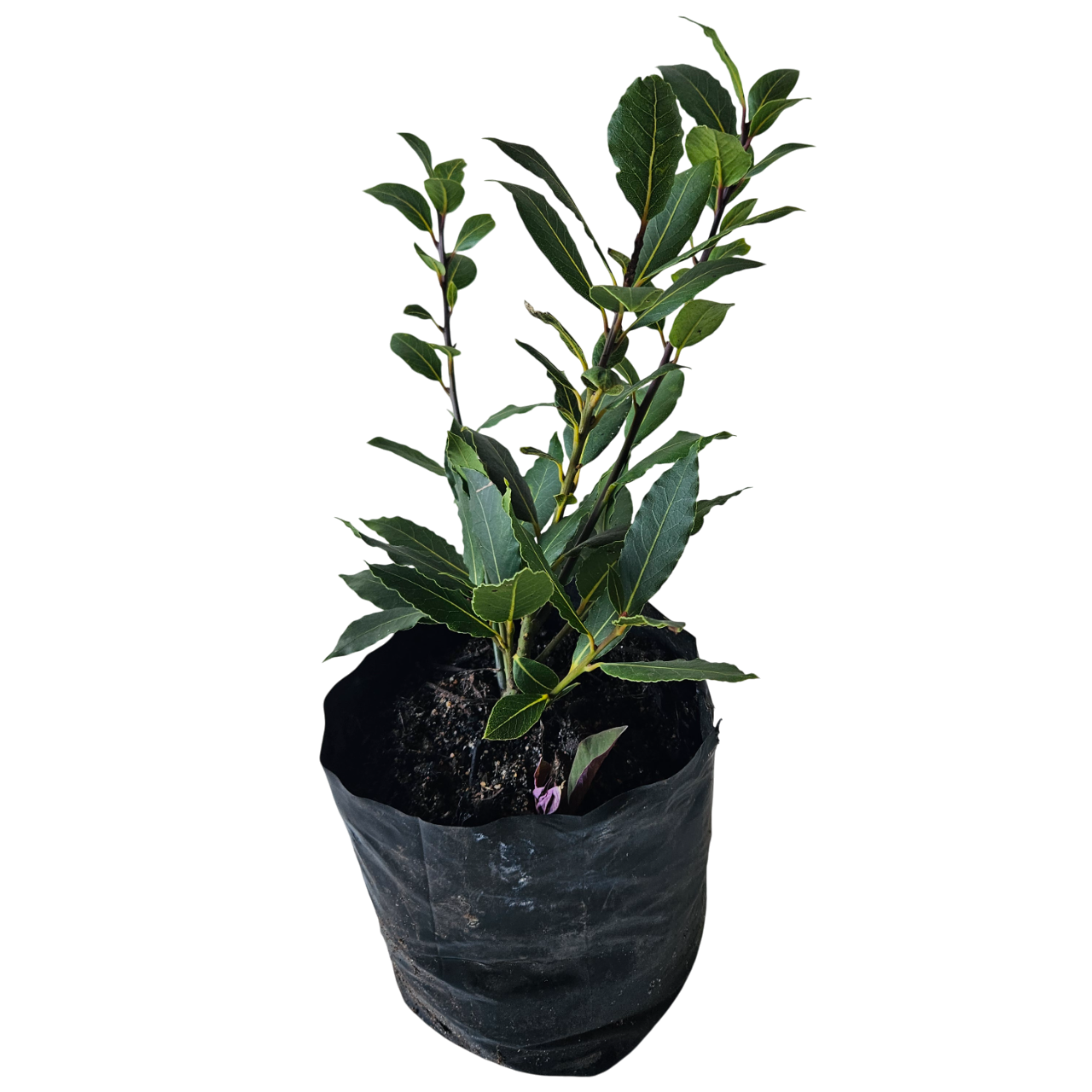 Bay Leaf (Laurus Nobilis)