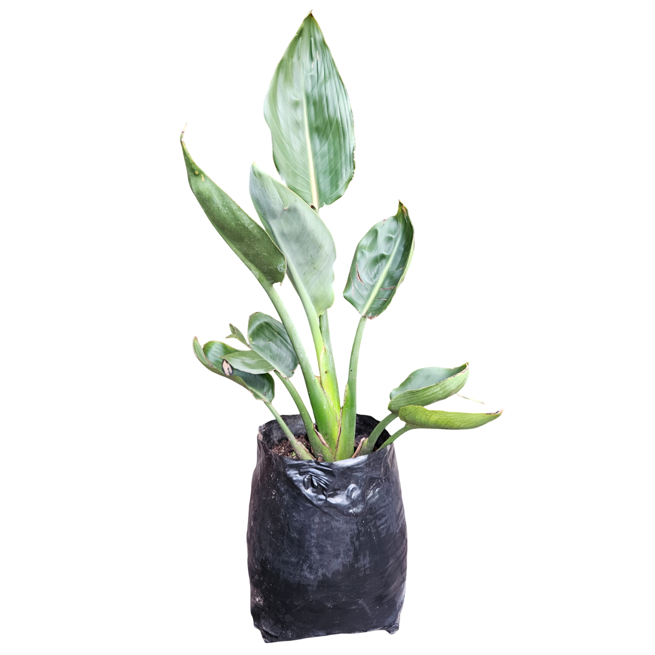 Bird of Paradise (Strelitzia Reginae)