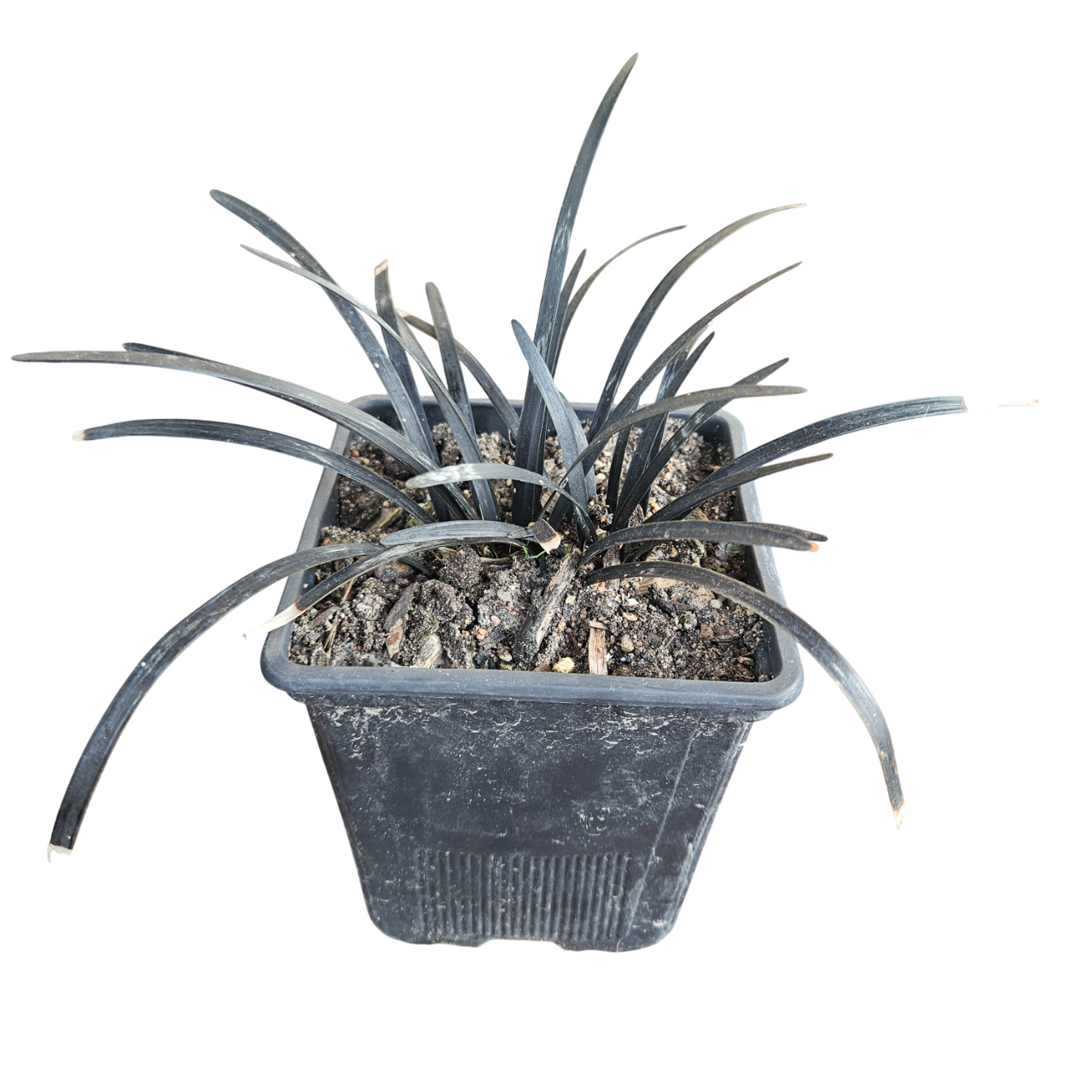 Black Mondo (Ophiopogon Planiscapus 'Nigrescens')