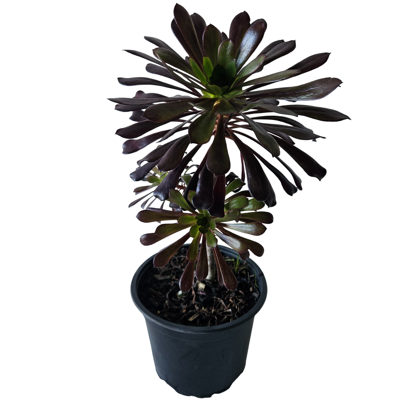 Black Tree Aeonium (Aeonium Arboreum 'Zwartkop')