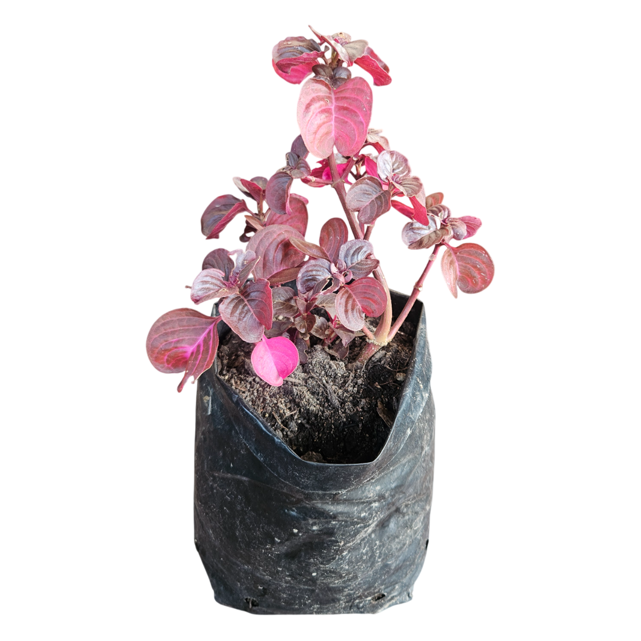 Bloodleaf (Iresine Herbstii)