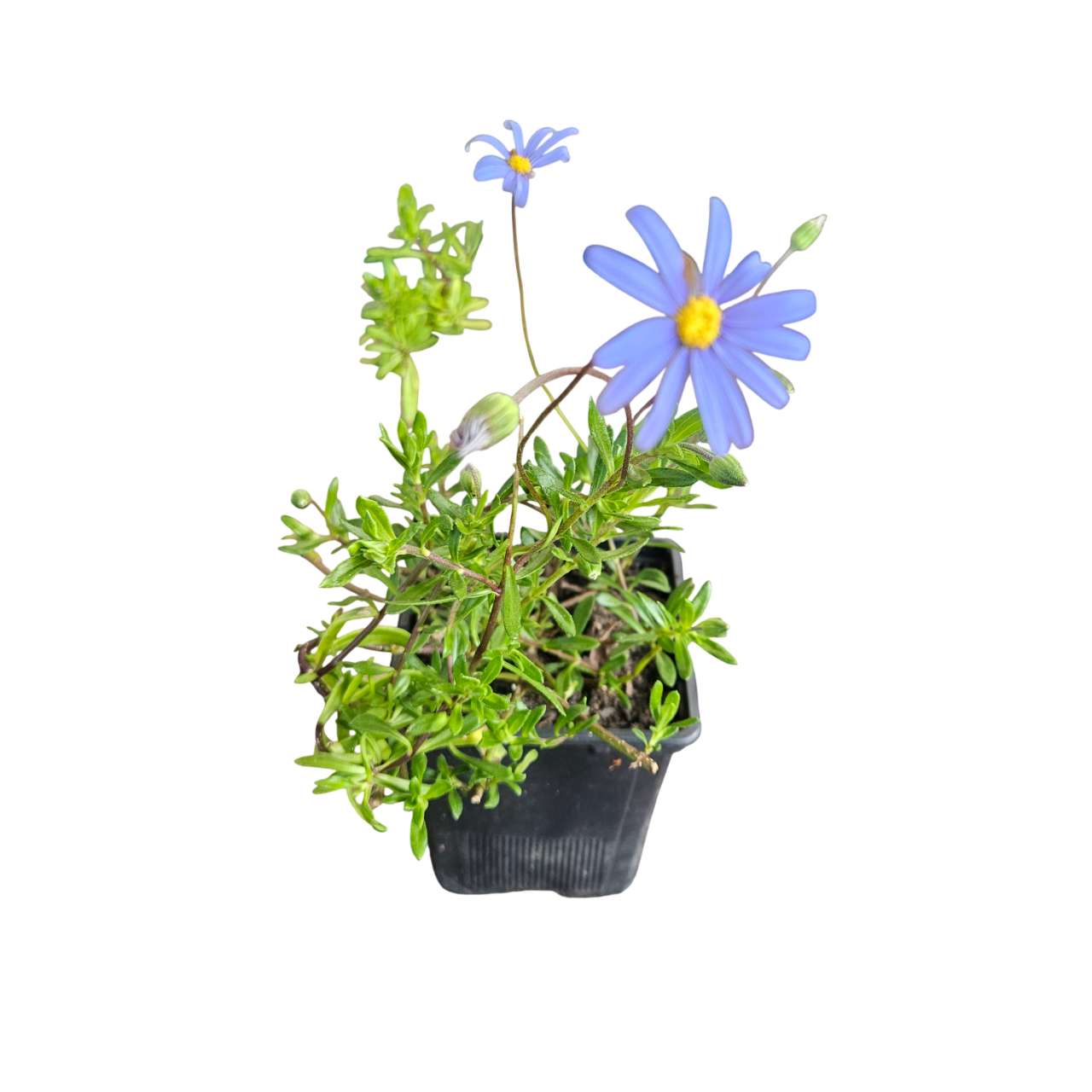 Blue Felicia Bush (Felicia Amelloides)