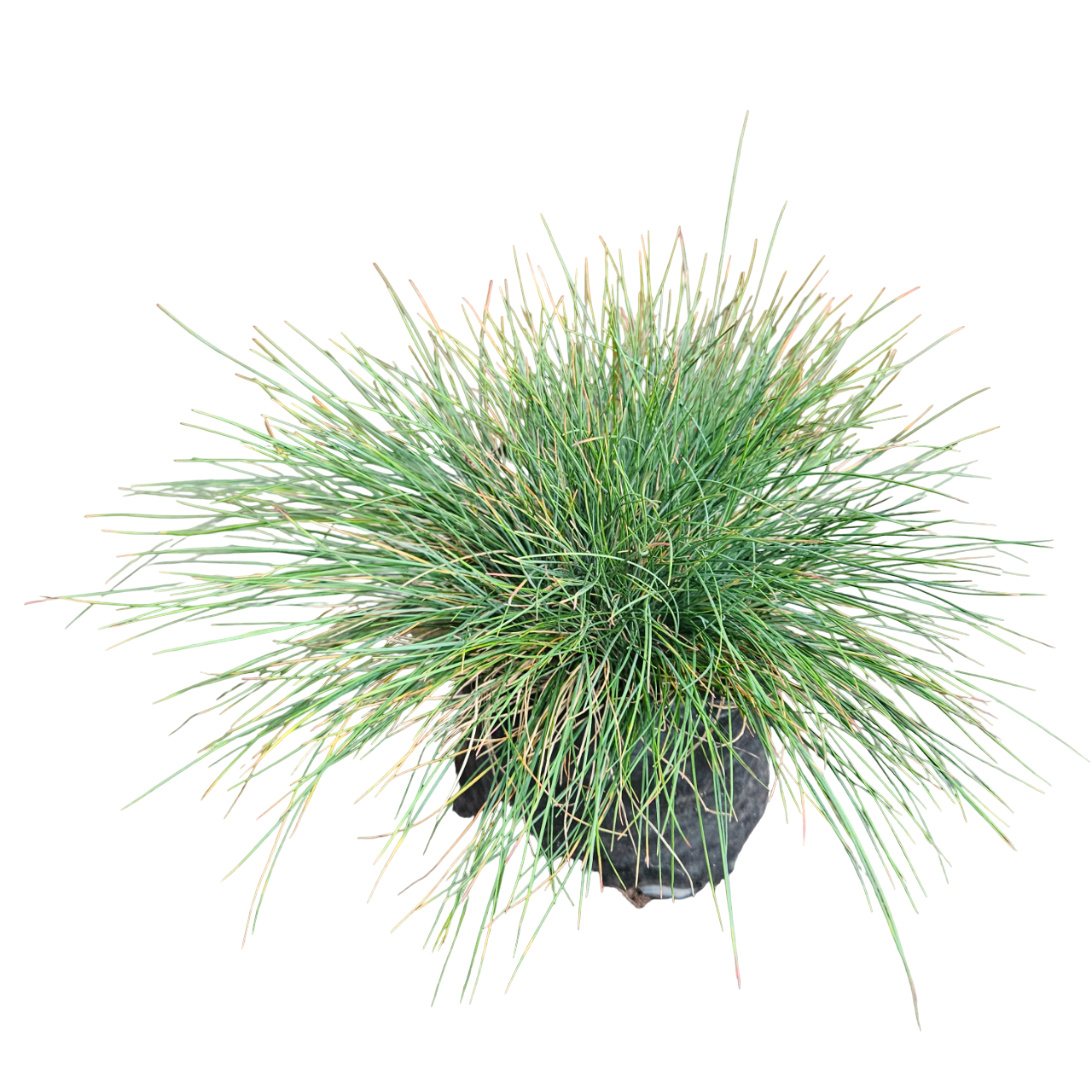 Blue Fescue (Festuca Glauca)