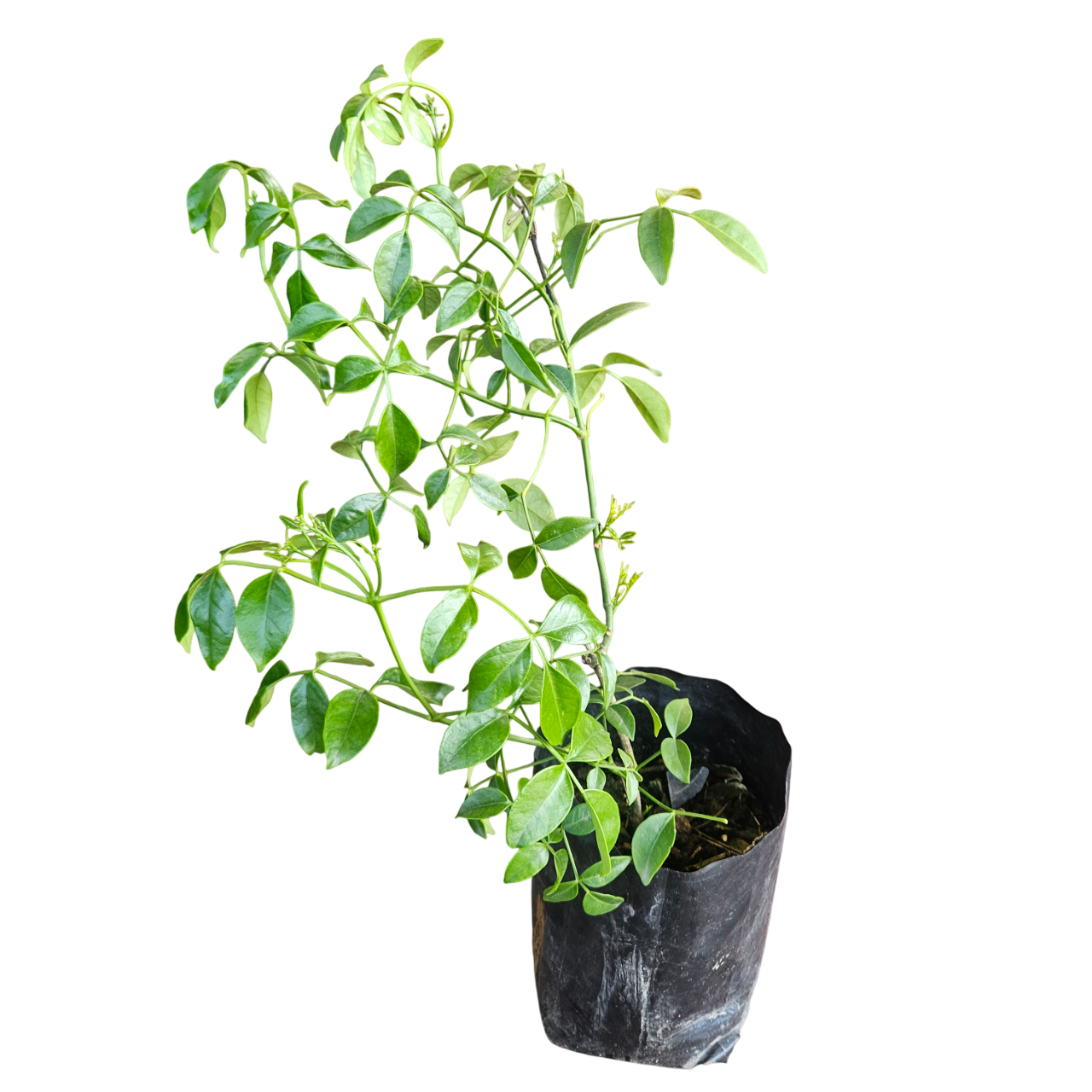 Bower Vine (Pandorea Jasminoides)