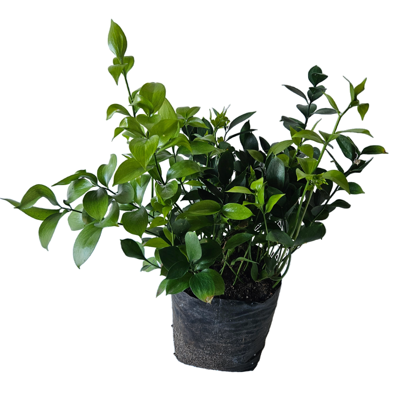 Butcher's Broom (Ruscus Aculeatus)