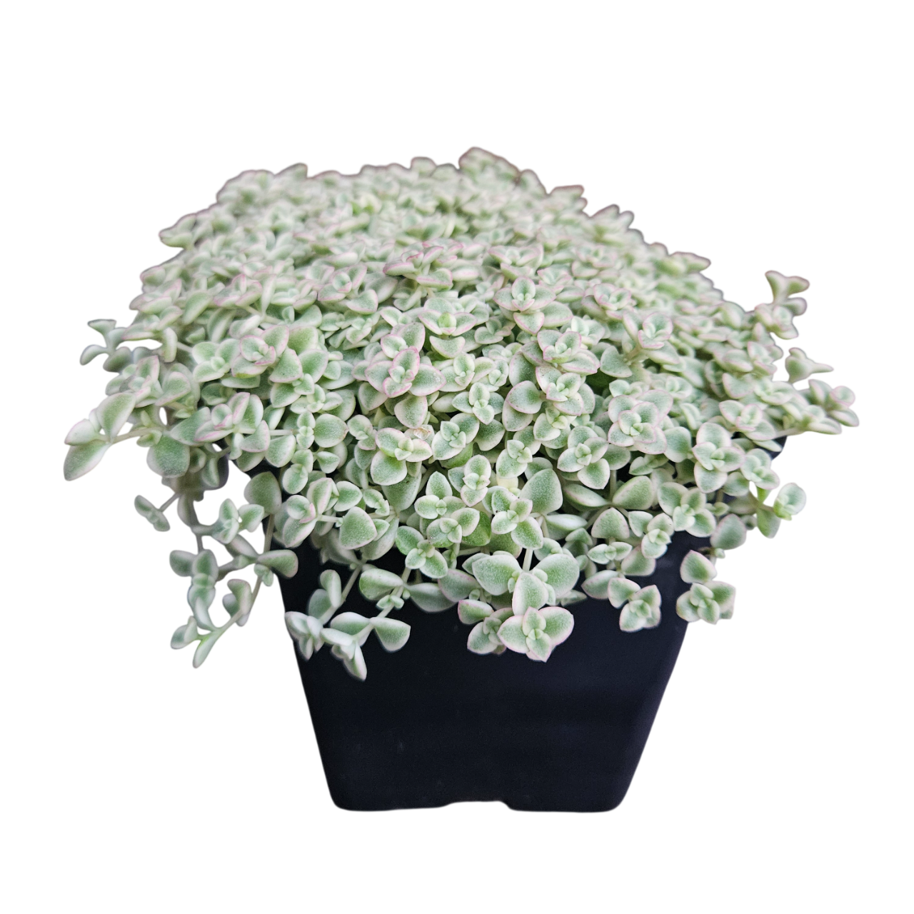 Calico Kitten (Crassula Pellucida)