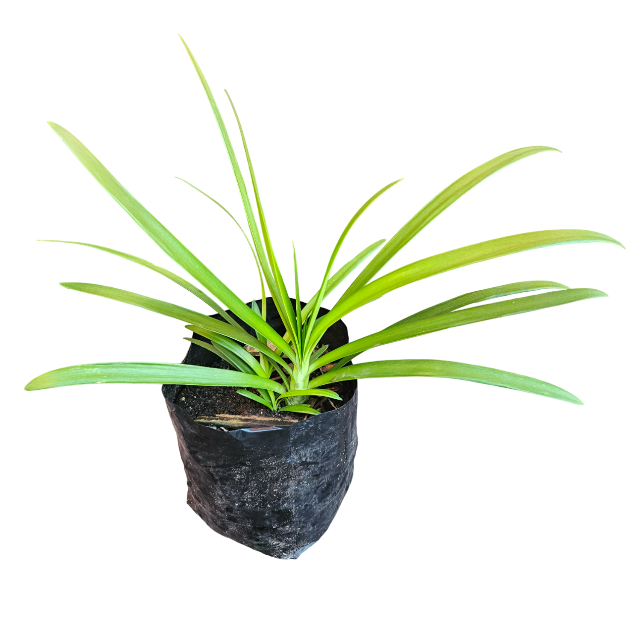 Cape Agapanthus (Agapanthus Africanus)