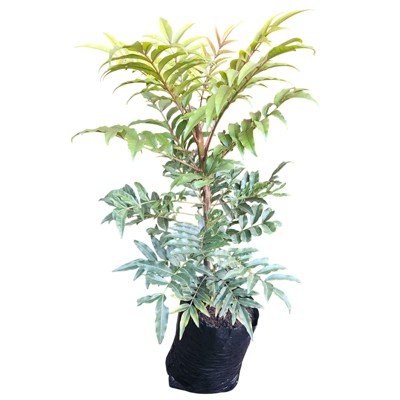 Cape Ash (Ekebergia Capensis)