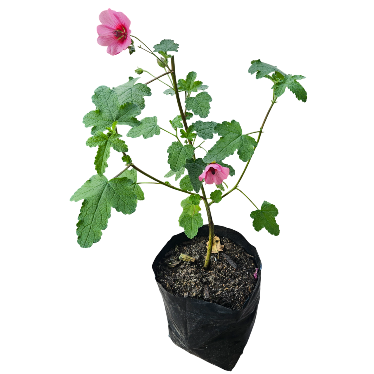 Cape Mallow (Anisodontea Capensis) - Bigger Leaf Variant