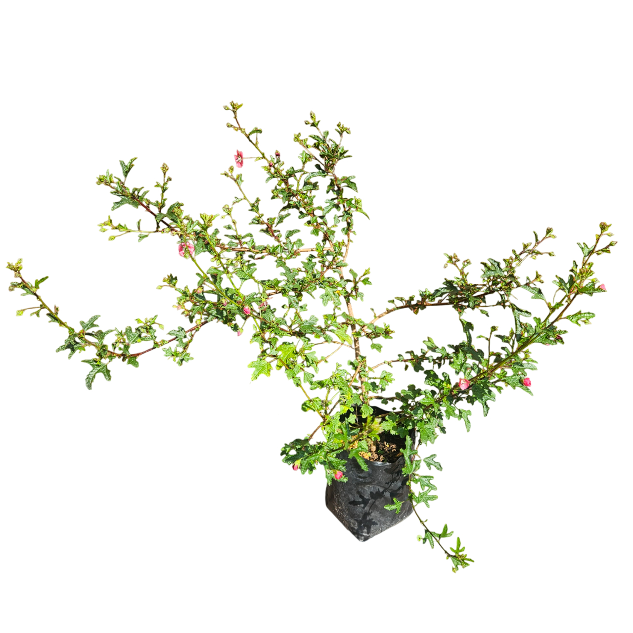 Cape Mallow (Anisodontea Capensis) - Smaller Leaf Variant
