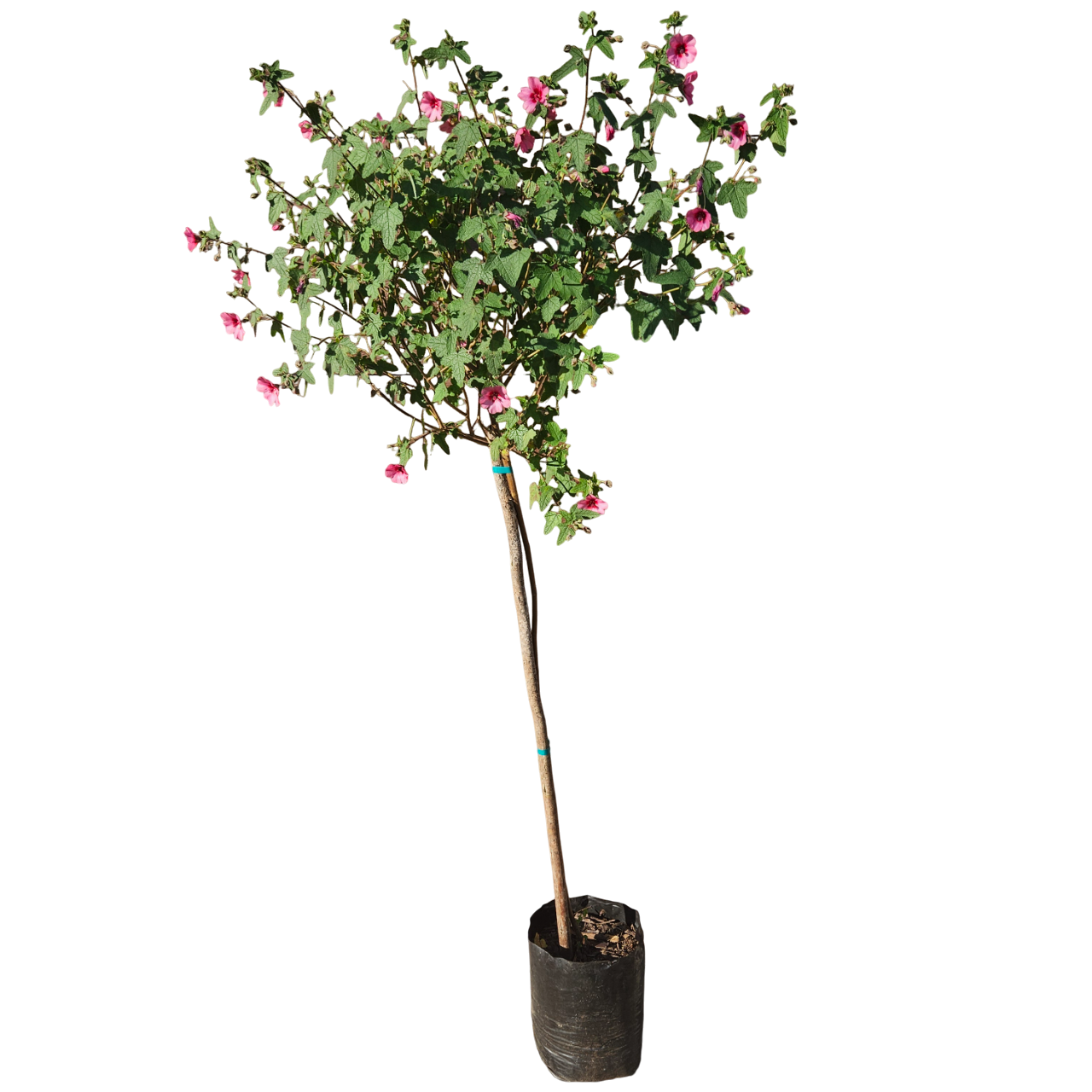Cape Mallow Standard Tree (Anisodontea Capensis) - Bigger Leaf Variant